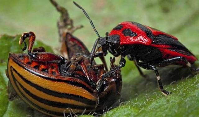 Folk remedies from the Colorado potato beetle 