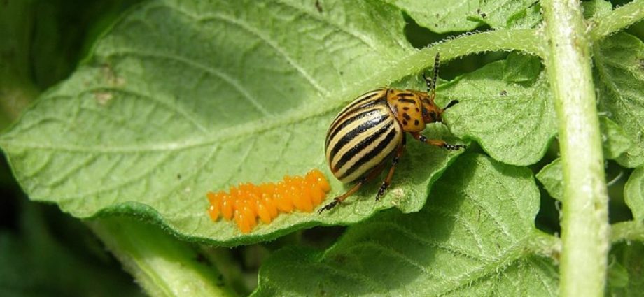 Folk remedies from the Colorado potato beetle 