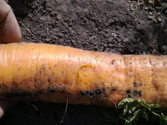 Folk remedy for wireworm 