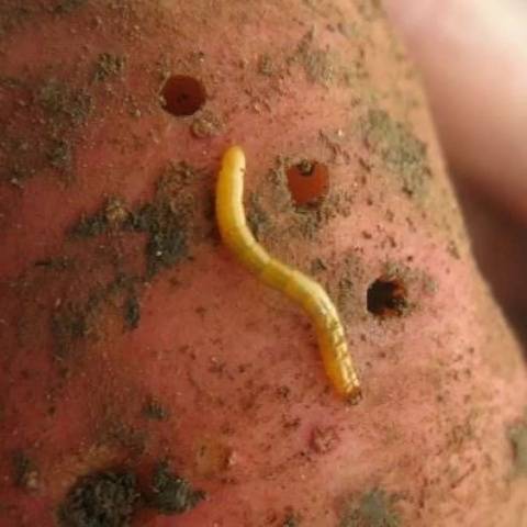 Folk remedy for wireworm 