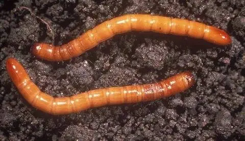 Folk remedy for wireworm 