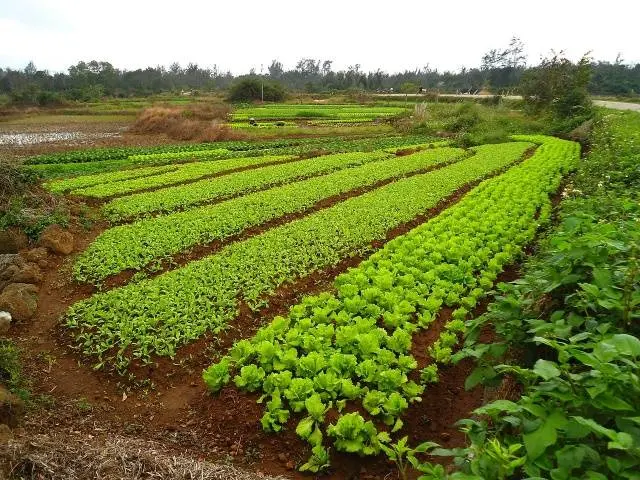 Folk remedy for wireworm 