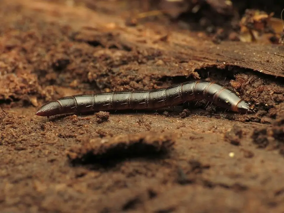 Folk remedy for wireworm 