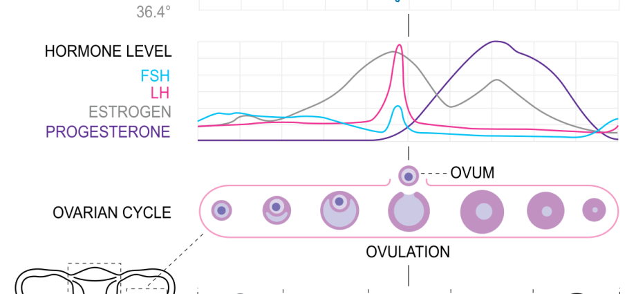 Follicular phase &#8211; hormones, mucosa, follicle development