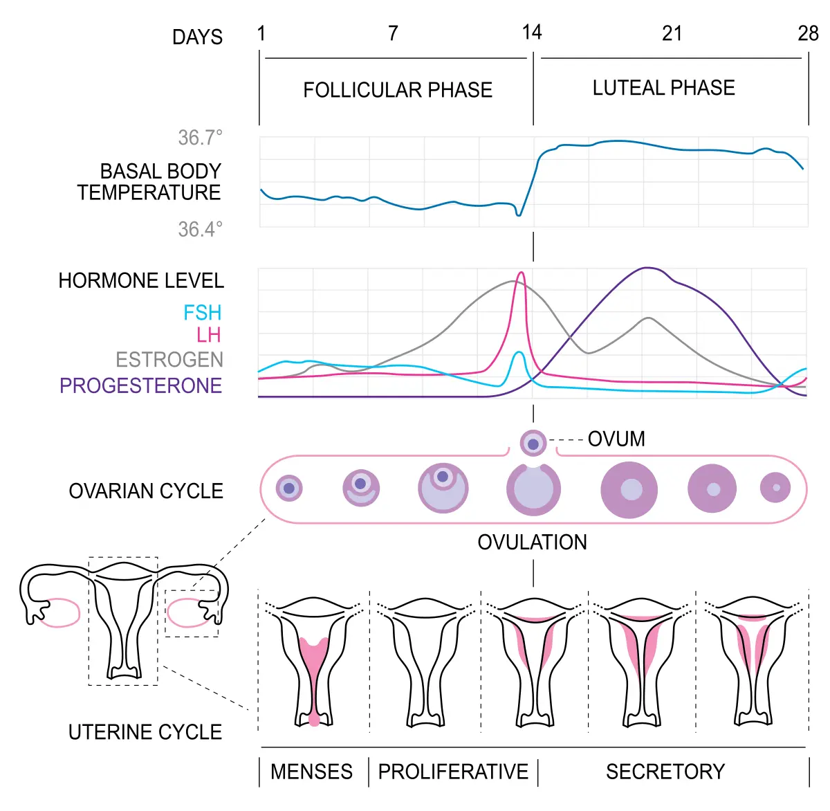 Follicular phase &#8211; hormones, mucosa, follicle development