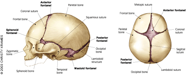 Fontanelle &#8211; structure, types, fusion, problems, examination