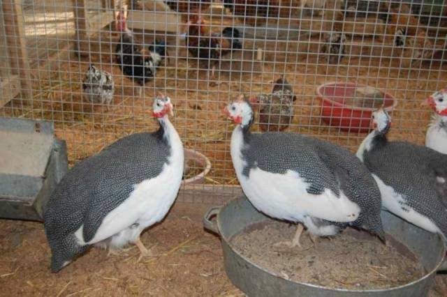 Food for guinea fowl 