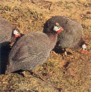 Food for guinea fowl 