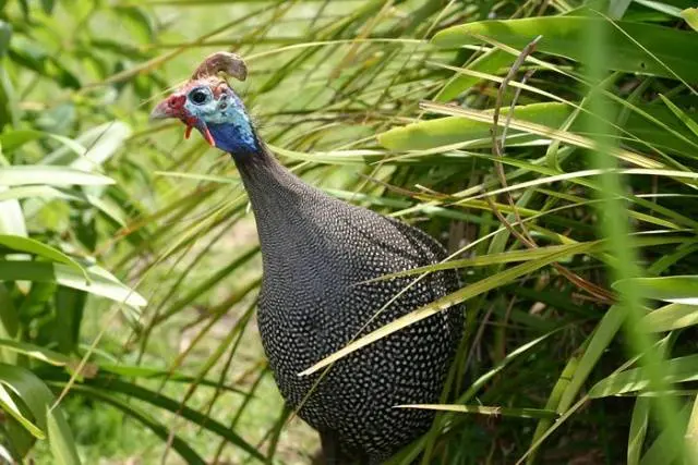 Food for guinea fowl 