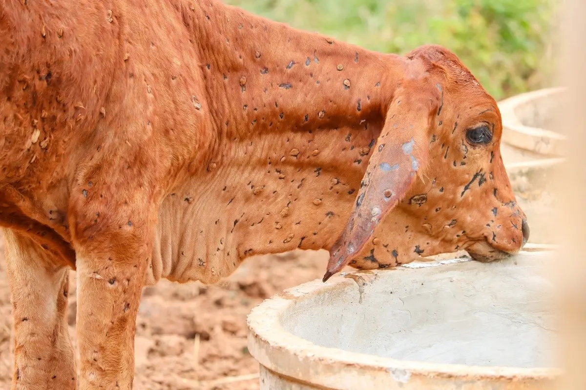 Foot-and-mouth disease threatens the best beef in the world