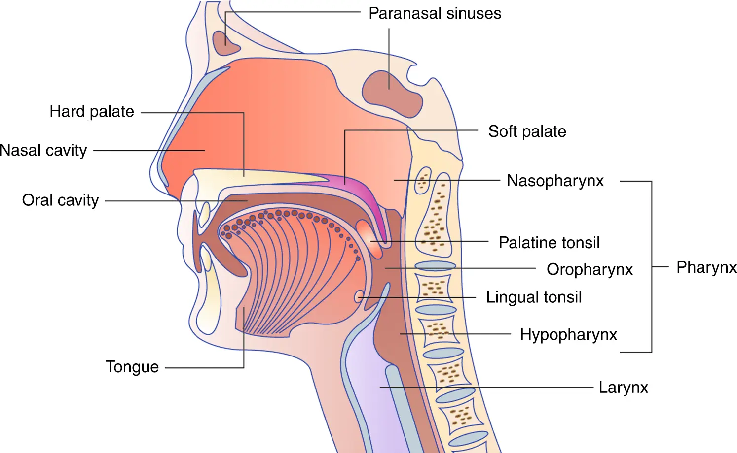 For 30 percent. For oral cavity and neck cancers, HPV corresponds. Don&#8217;t get sick and do free examinations