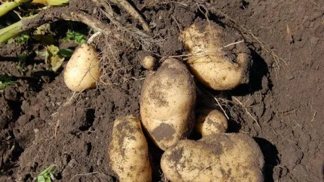 Forage potato varieties