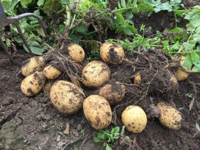 Forage potato varieties