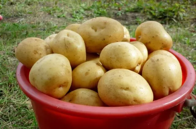 Forage potato varieties