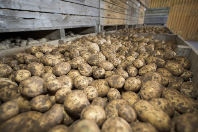 Forage potato varieties