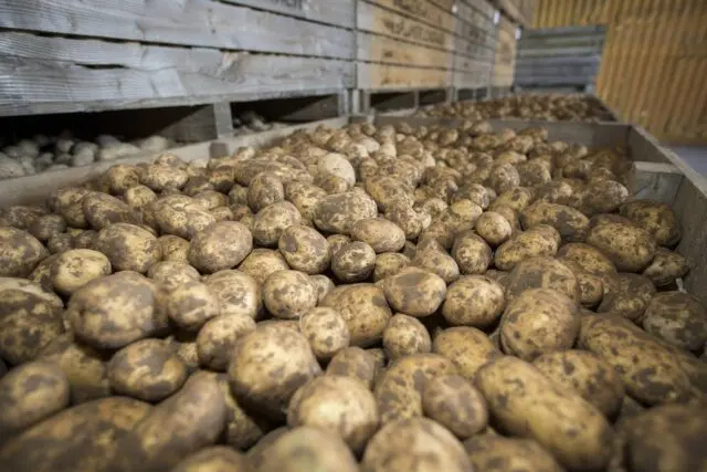 Forage potato varieties