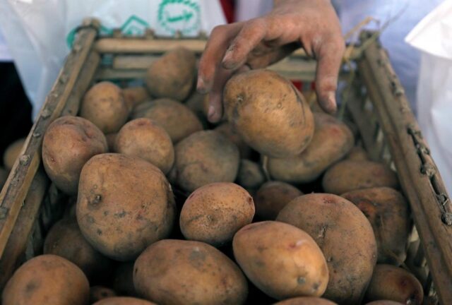 Forage potato varieties