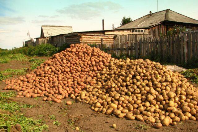 Forage potato varieties