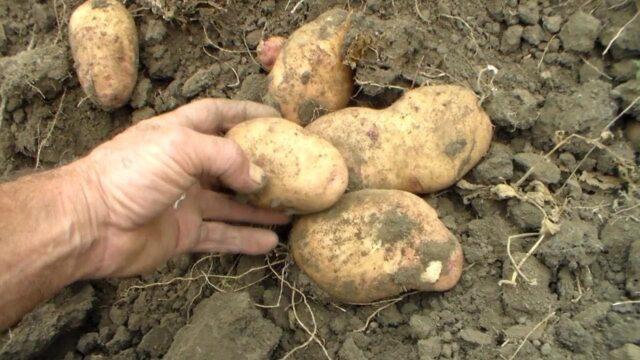 Forage potato varieties