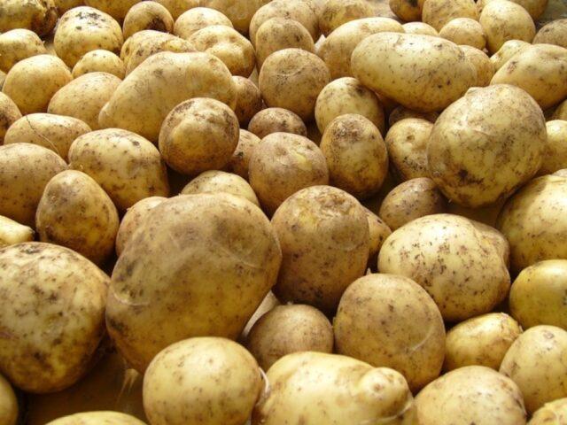 Forage potato varieties