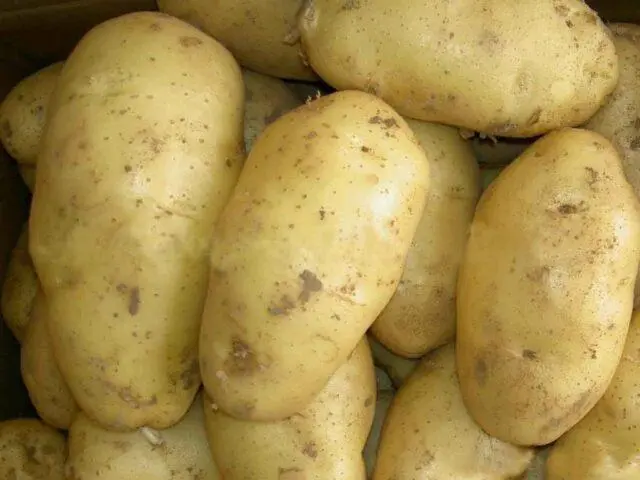 Forage potato varieties