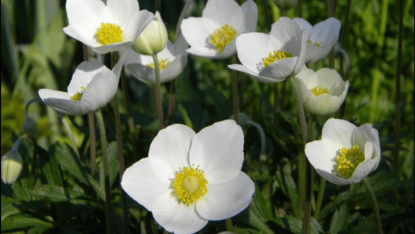 Forest anemone: description, features of growing and caring for anemone + useful and medicinal properties of the plant