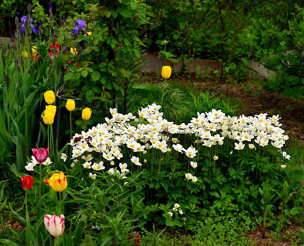 Forest anemone: description, features of growing and caring for anemone + useful and medicinal properties of the plant