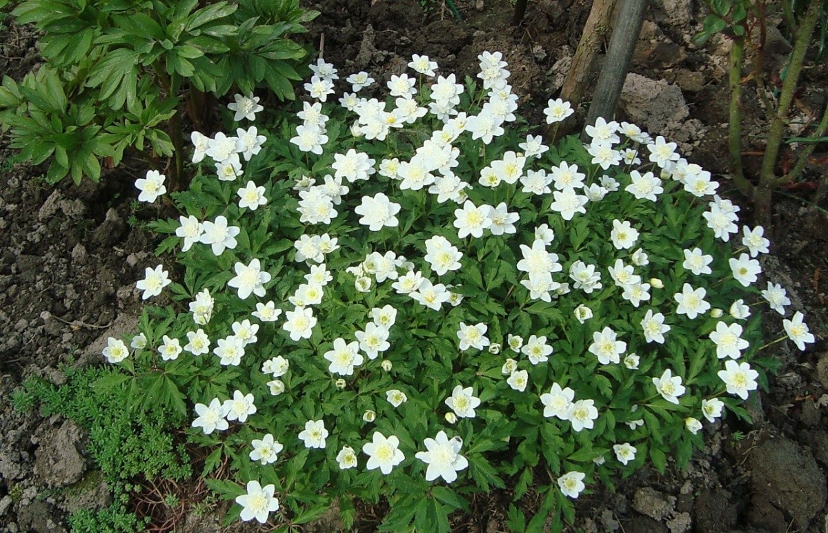 Forest anemone: description, features of growing and caring for anemone + useful and medicinal properties of the plant