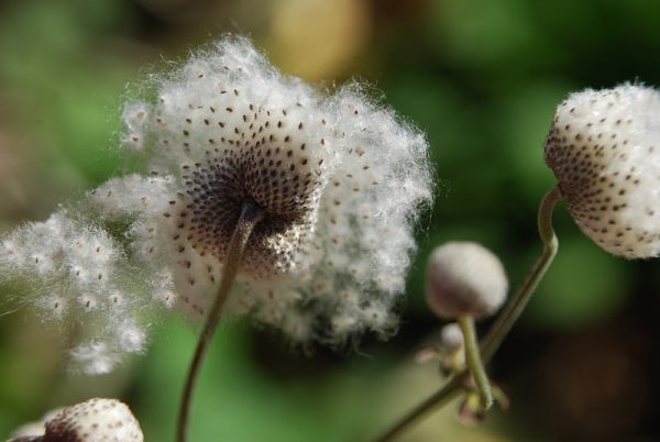 Forest anemone: description, features of growing and caring for anemone + useful and medicinal properties of the plant