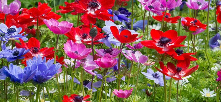 Forest anemone: description, features of growing and caring for anemone + useful and medicinal properties of the plant