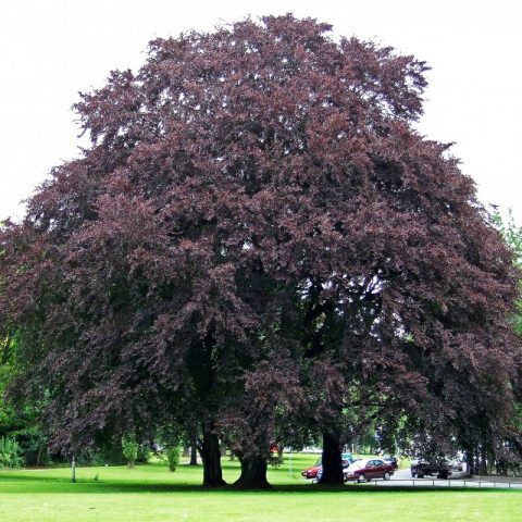 Forest beech (European): description and photo