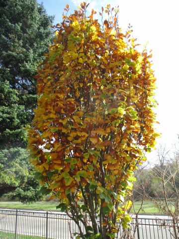 Forest beech (European): description and photo