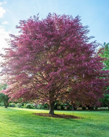 Forest beech (European): description and photo