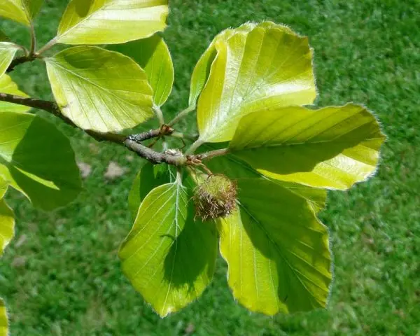 Forest beech (European): description and photo