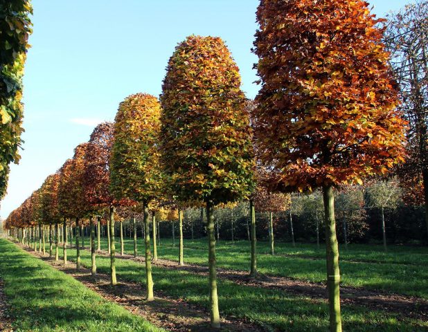 Forest beech (European): description and photo