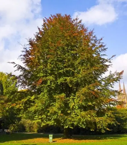 Forest beech (European): description and photo