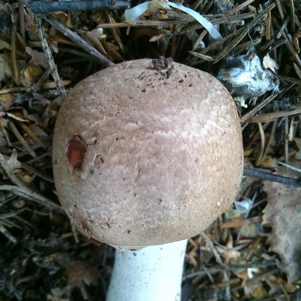 Forest champignon (Agaricus silvaticus) photo and description