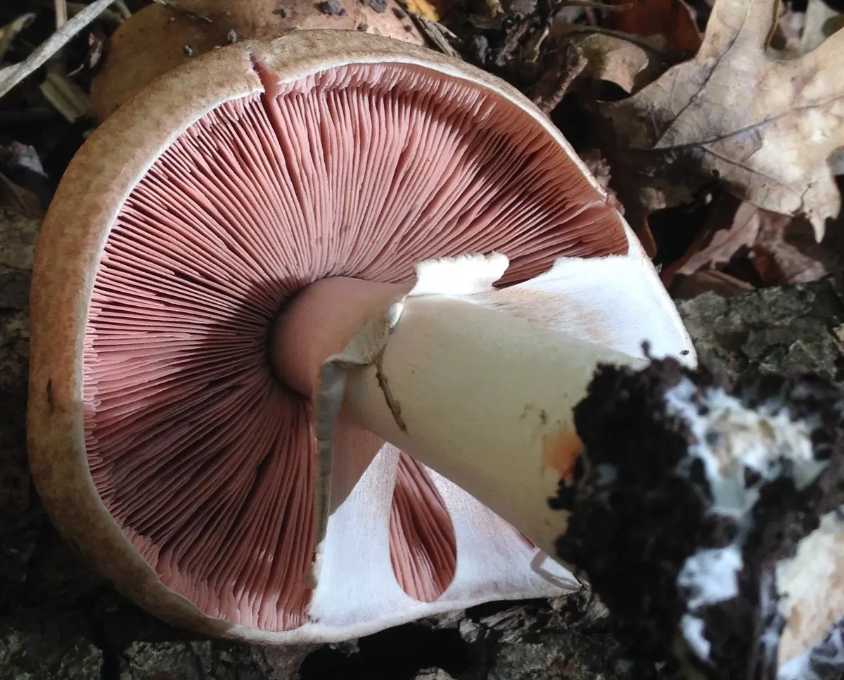 Forest champignon (Agaricus silvaticus) photo and description