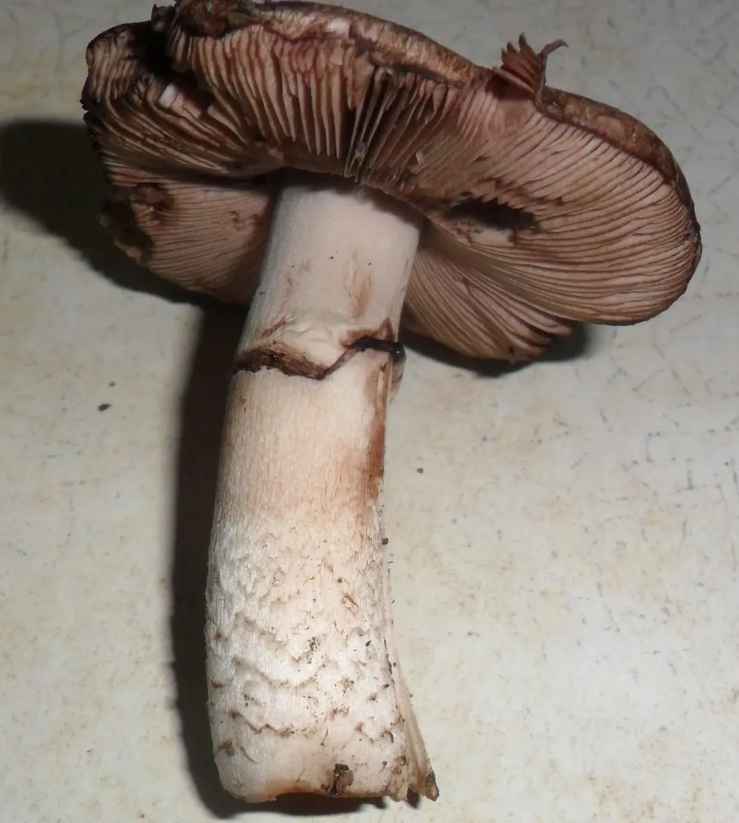 Forest champignon (Agaricus silvaticus) photo and description