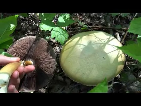 Forest champignon (Agaricus silvaticus) photo and description