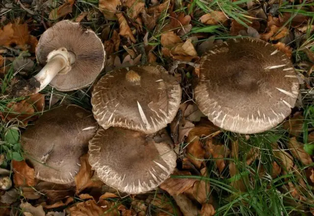 Forest champignons: photo and description, edibility