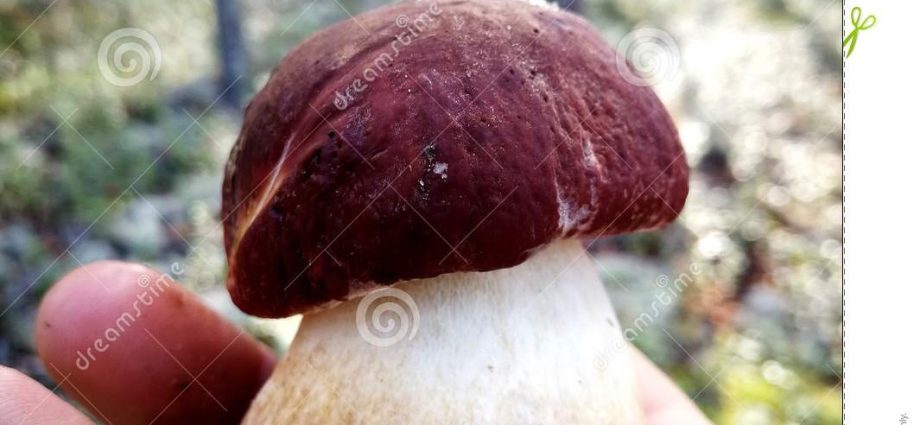 Forest champignons: photo and description, edibility