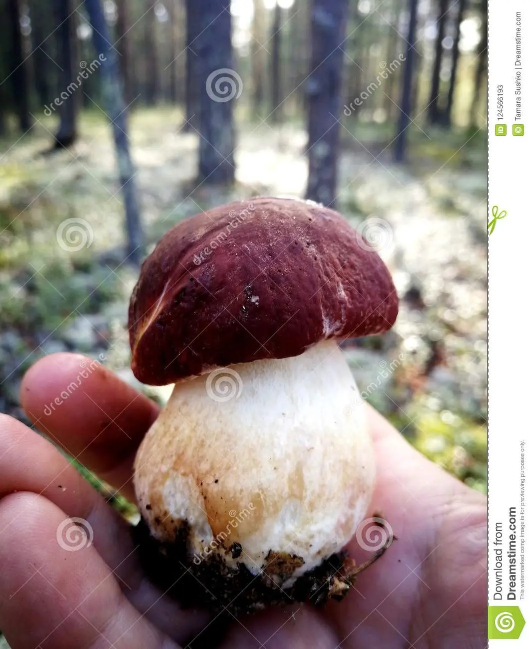 Forest champignons: photo and description, edibility