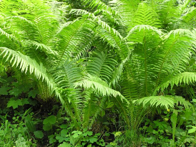 Forest fern: photo, description