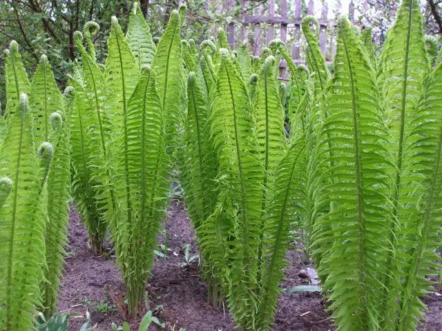 Forest fern: photo, description