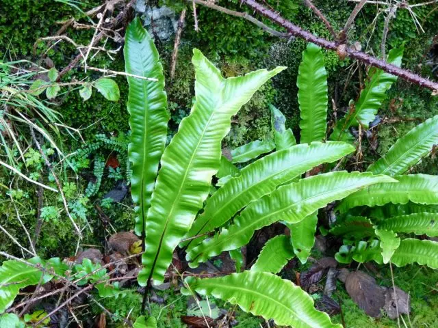 Forest fern: photo, description