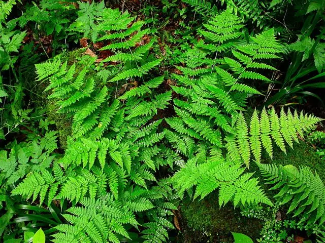 Forest fern: photo, description