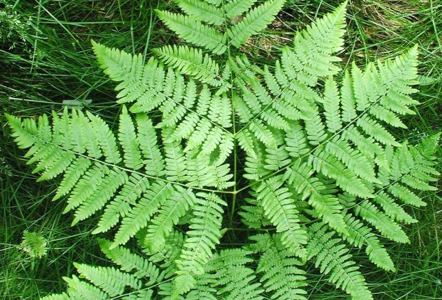 Forest fern: photo, description
