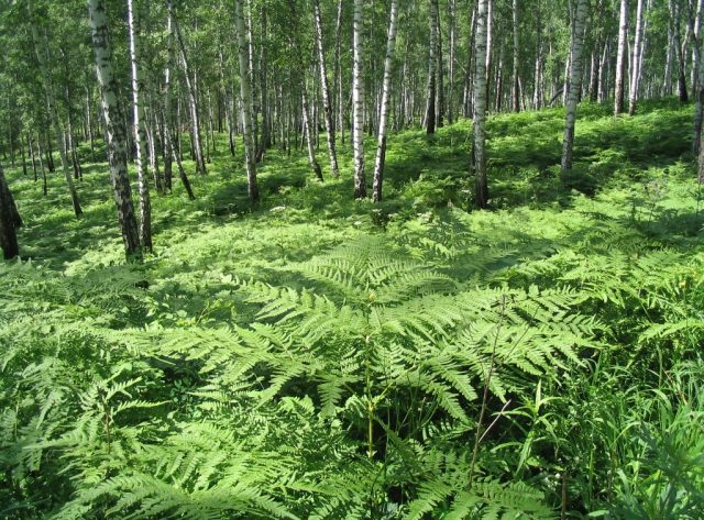 Forest fern: photo, description