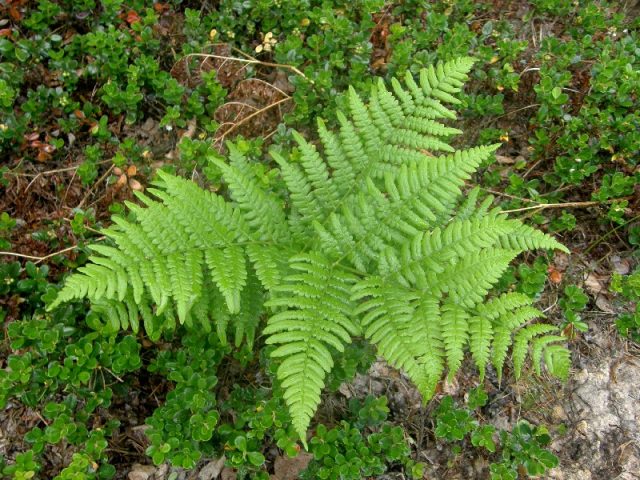 Forest fern: photo, description